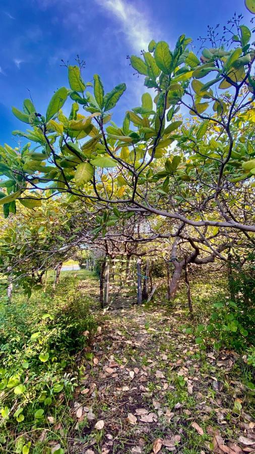 Vila Morada Venturi Atins Exteriér fotografie